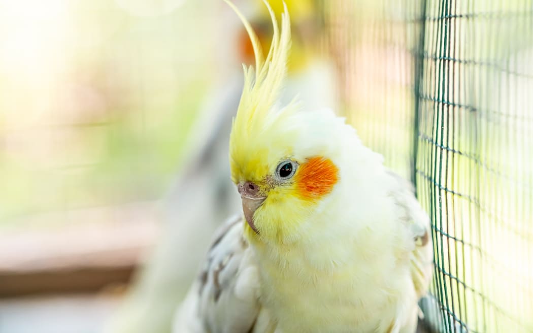 Portrait of Cockatiel close-up