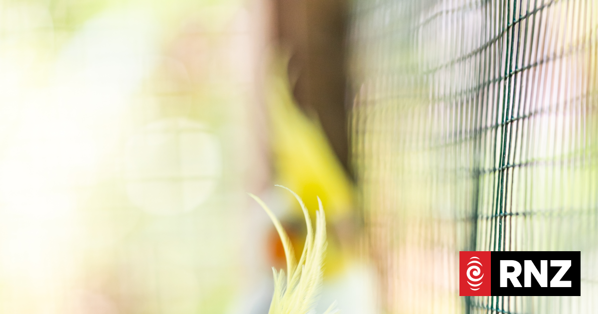 Drainlayer, panel beater loses fight for cover from ACC for lung disease because of pet parrot