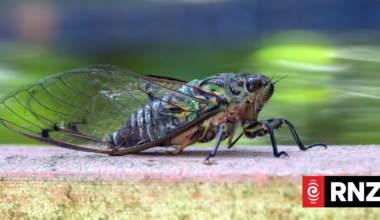 Why are New Zealand's cicadas so loud this time of year - and is it dangerous?