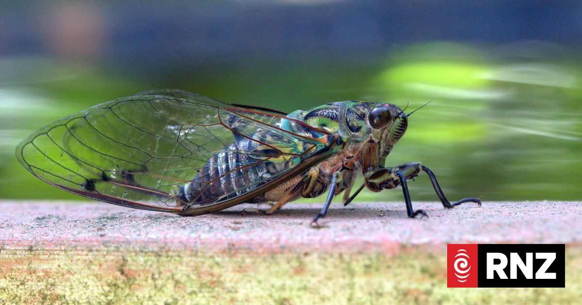 Why are New Zealand's cicadas so loud this time of year - and is it dangerous?
