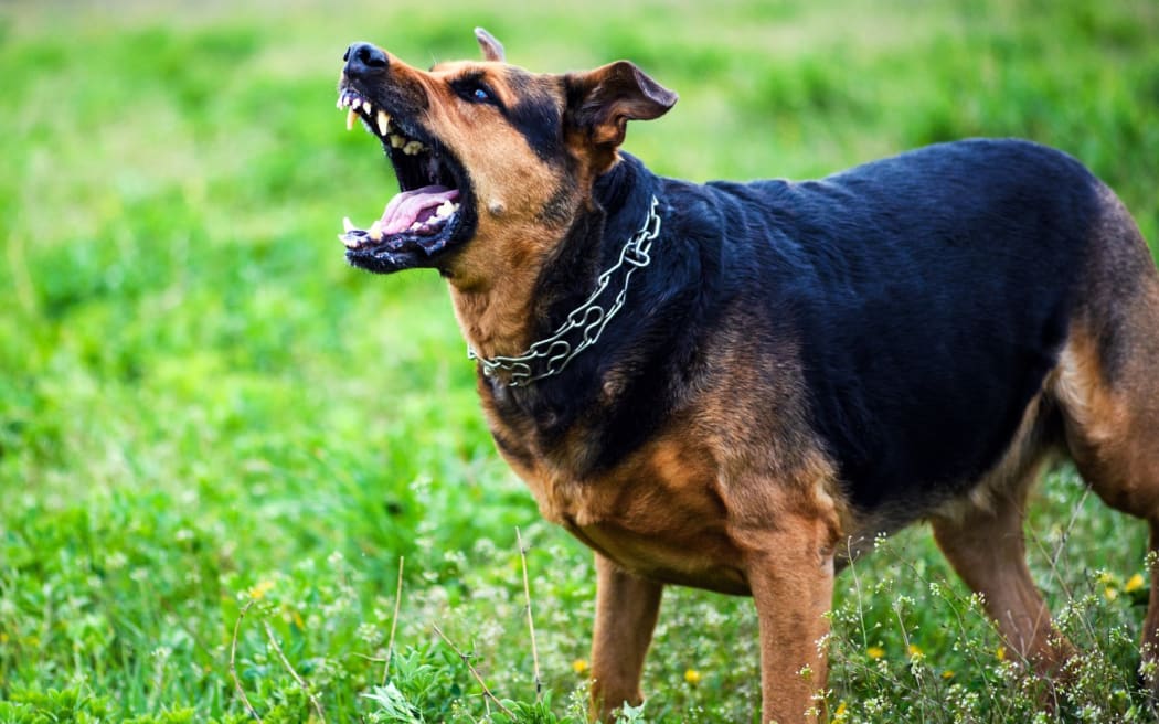 Angry dog attacks. The dog looks aggressive and dangerous.