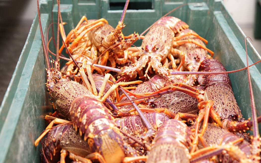 Crayfish for dinner at the Marae.