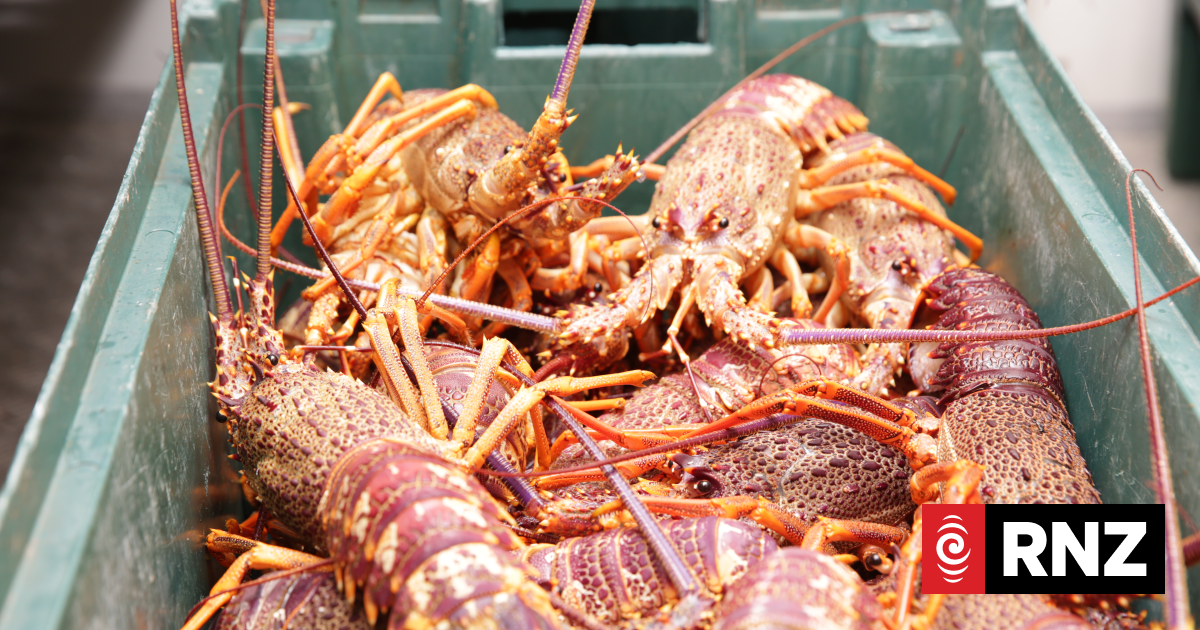 Fishing charter company fined $60,000 for illegally serving crayfish to customers