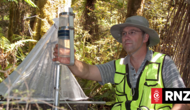 Timing critical as Kiwi wasp bait tech trialled on Auckland's hornet invaders