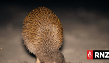 Southern Brown Kiwi lays rare two eggs