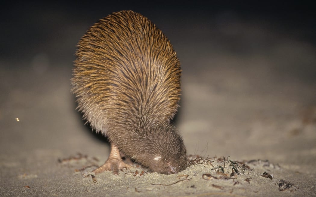 A southern brown kiwi hunts sandhoppers around rotting kelp on Stewart Island.