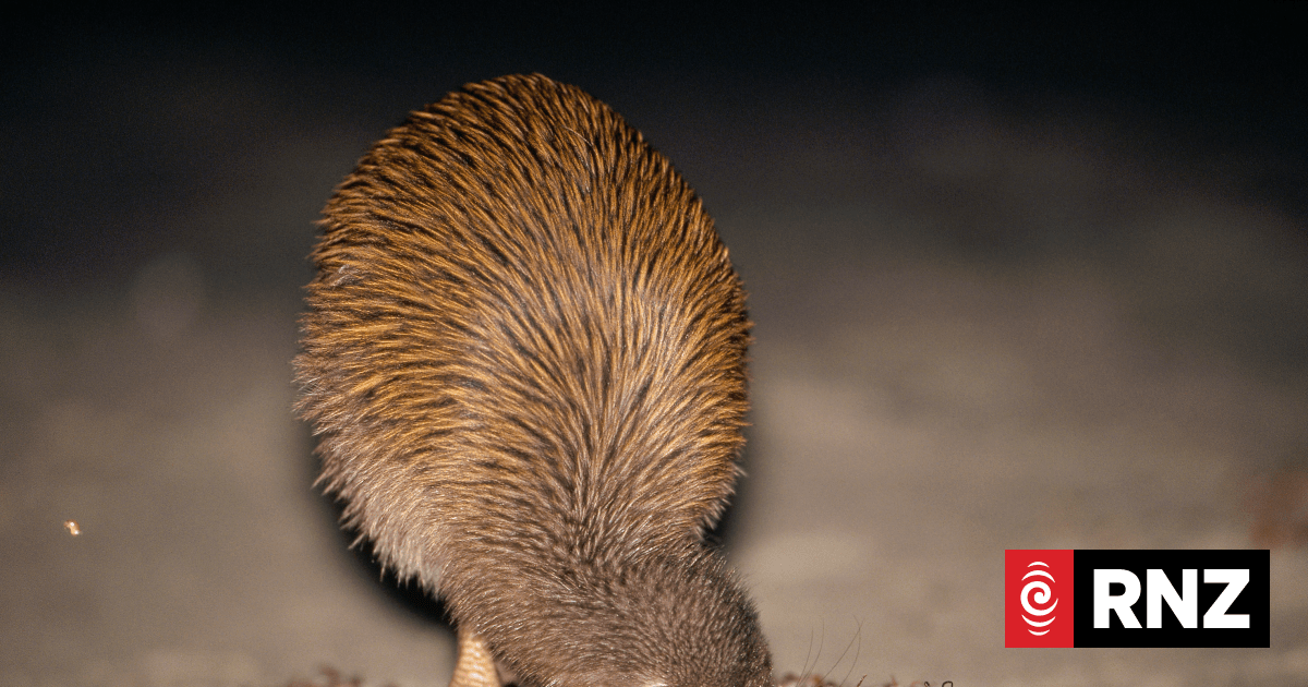 Southern Brown Kiwi lays rare two eggs