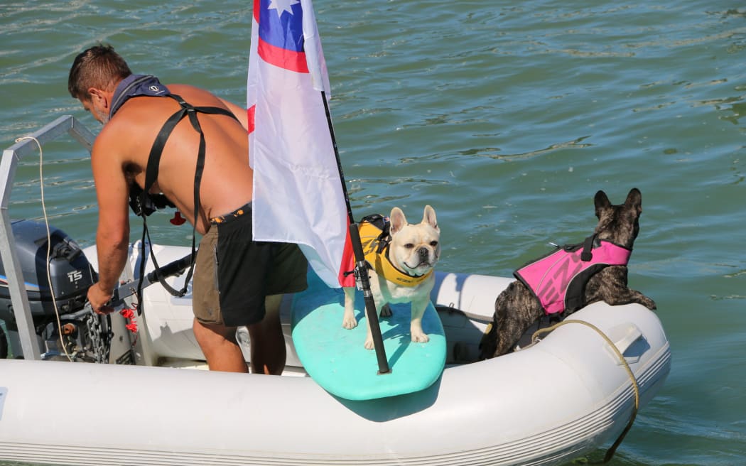 Surfer dogs Bosco and Treasure and their owner Dylan are famous on social media, with over 930k likes and counting on TikTok.