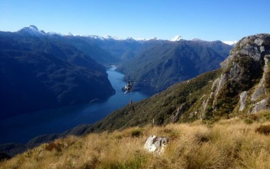 Helicopter collecting feral deer in Fiordland National Park.