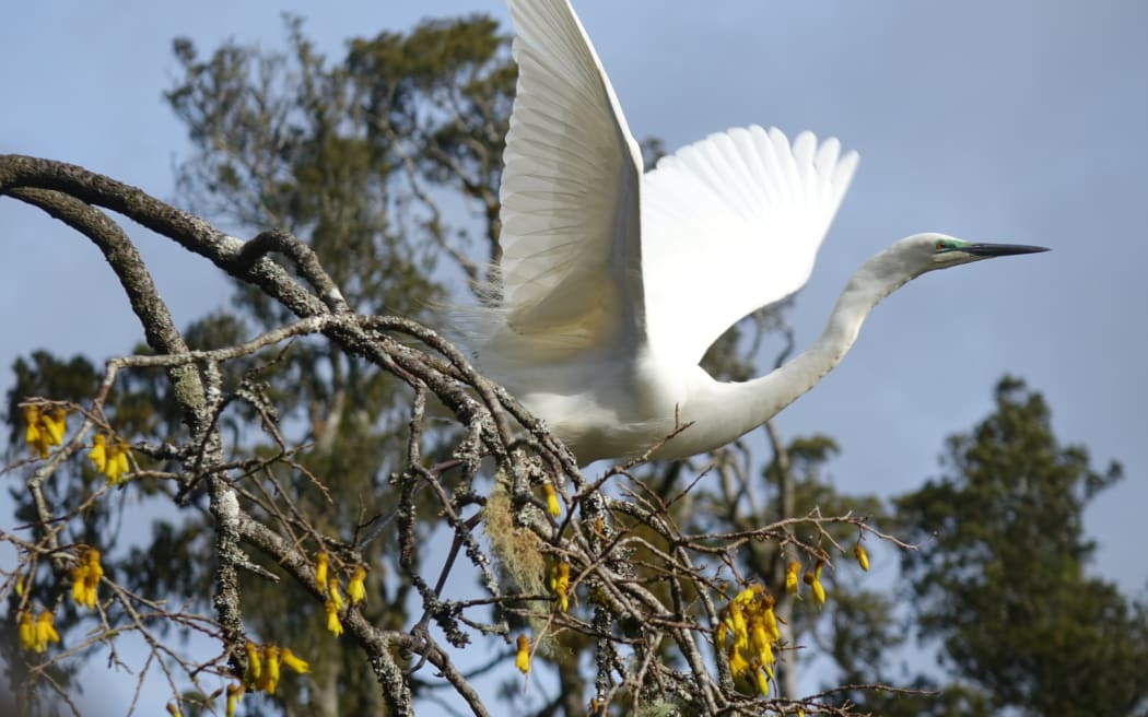 The Waitangiroto Nature Reserve is home to the country's only Kōtuku breeding ground and the rainforest has benefited from predators being eliminated.