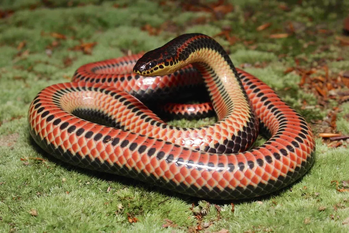 Investigate the Biggest Rainbow Snake Ever Recorded