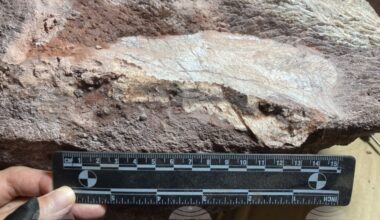 Organic molecules surprisingly found in a 500-million-year-old fossil