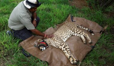 India celebrates cheetah births to boost reintroduction bid