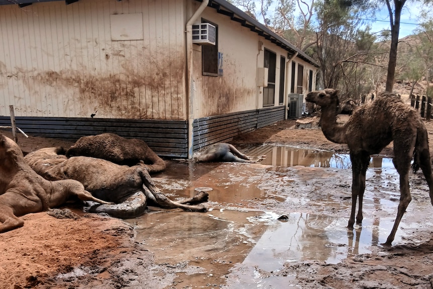 An emaciated camel stands near a pile of dead camels in mud near a small building in the outback.