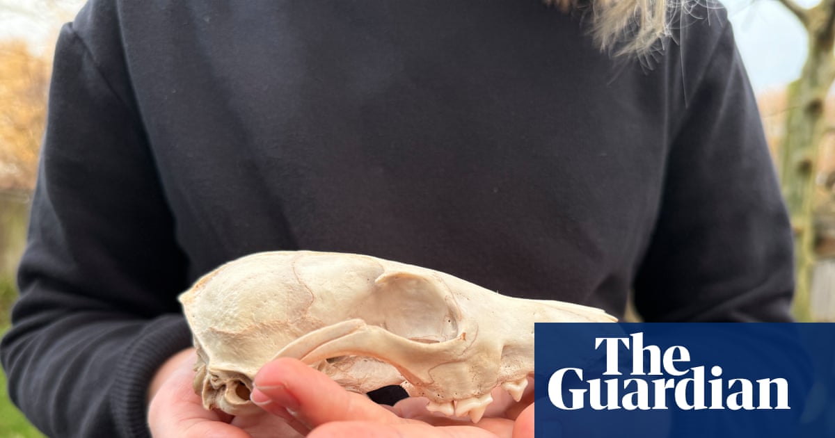 Young country diary: A new find for my collection – a fox skull | Mammals