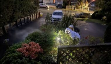 Yellow‑legged hornet spread to Northland? Pest expert disputes MPI reassurances