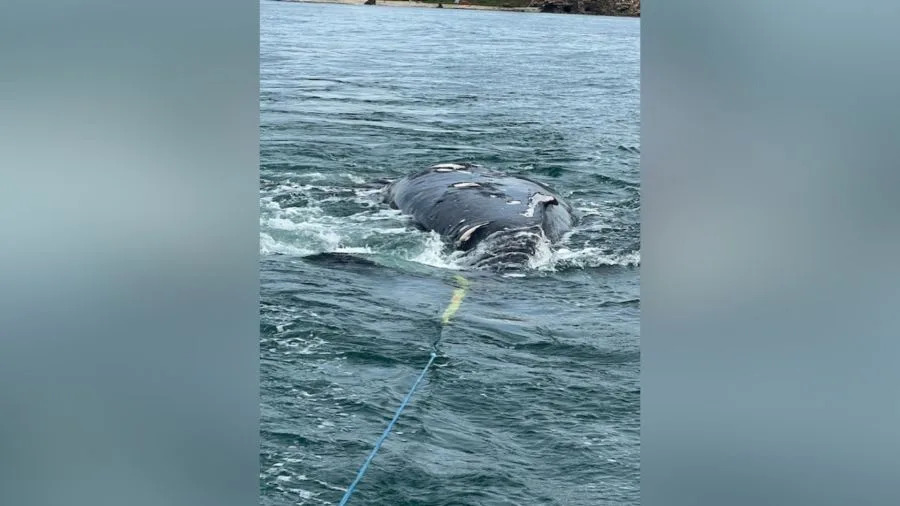 Dead humpback whale being towed offshore by a boat near Newport Beach following its beach stranding.