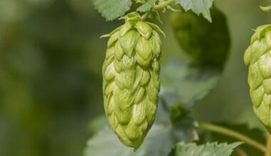Clayton Hops unveils NZ Rhapzody after decade of trials in Tasman