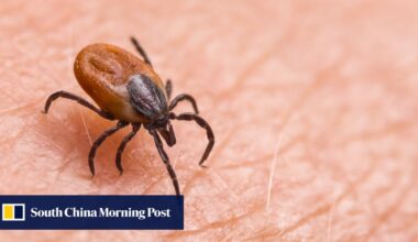 Can this ‘super antibody’ overpower SFTS, a deadly tick-borne disease?