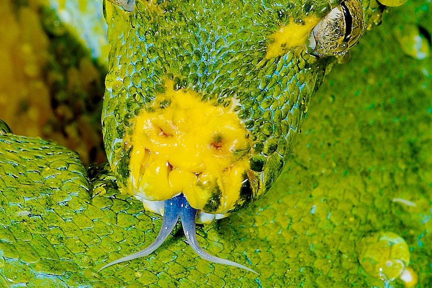 Close up of a green tree python's head.