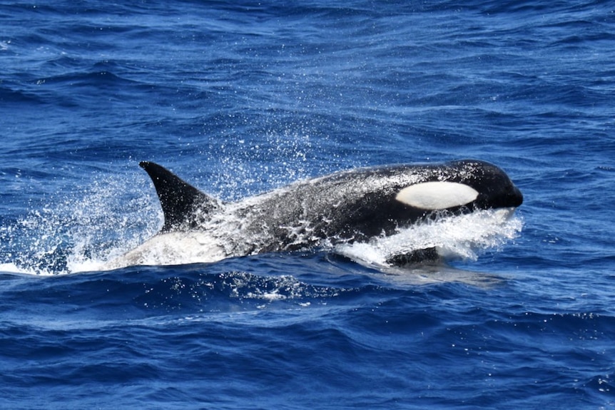 A close of one orca.