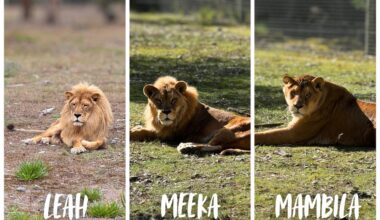 Orana Wildlife Park mourns loss of three beloved lions