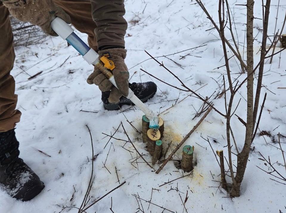 Person wearing gloves applies a substance with a syringe to the cut stems of small trees or shrubs on snowy ground.