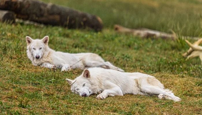 Colossal’s dire wolves are now living as pack for first time in 10,000 years