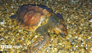 A turtle is on a pebbly beach. It has a spikey shell and one flipper is extended.