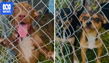 Family rallies to save pets left behind in Daly River flood evacuation