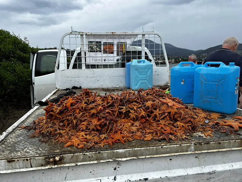 A huge pile of invasive seastars on the back of a ute. 