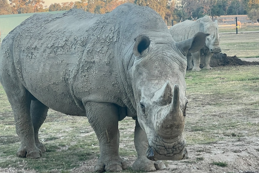 Two large brown rhino's stand on grass looking at the camera.