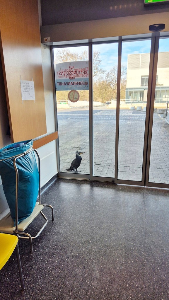 An injured cormorant stands in front of the door of an emergency room at a hospital in Bremen, Germany, Sunday, Feb. 15, 2026. (Feuerwehr Bremen/DPA via AP)