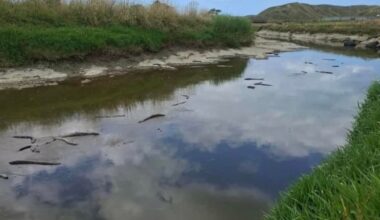 Waiatāi Stream eel deaths: Tests find natural ‘blackwater event’ to blame