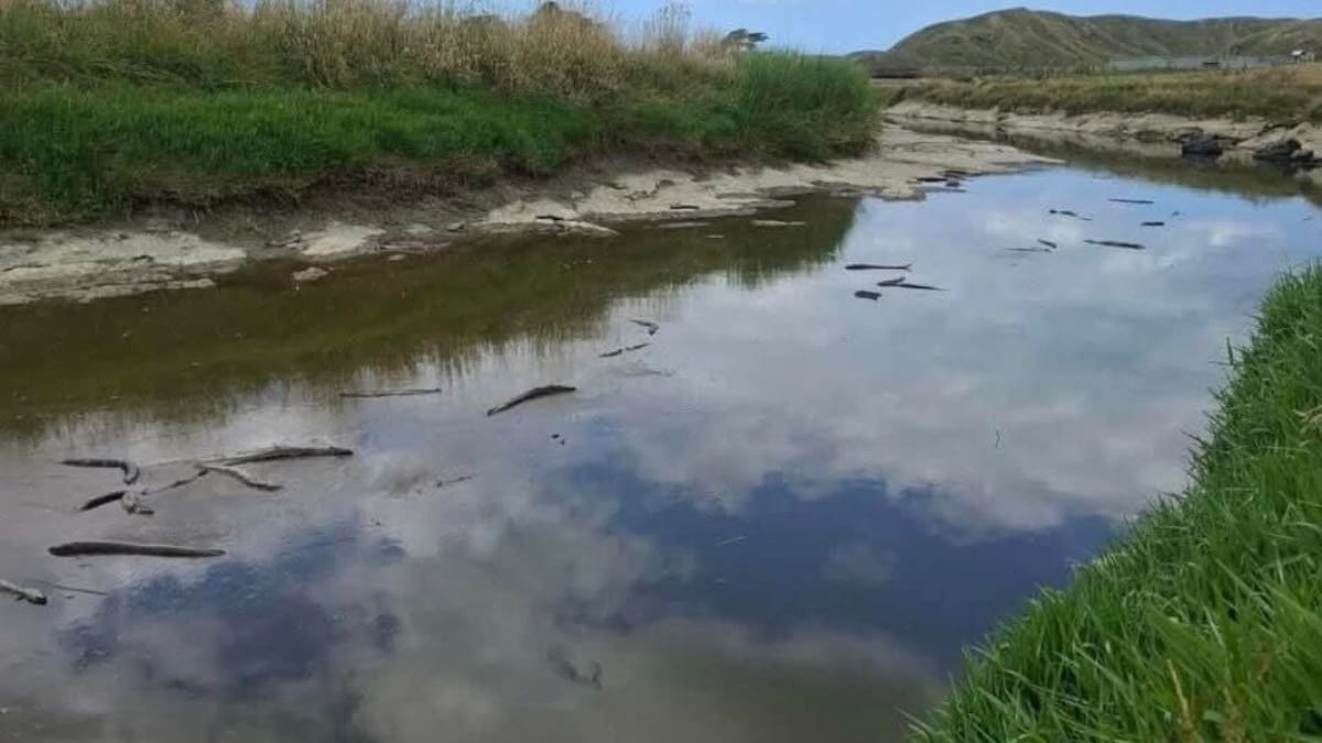 Waiatāi Stream eel deaths: Tests find natural ‘blackwater event’ to blame