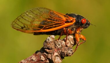 Why are New Zealand’s cicadas so loud this time of year - and is it dangerous?