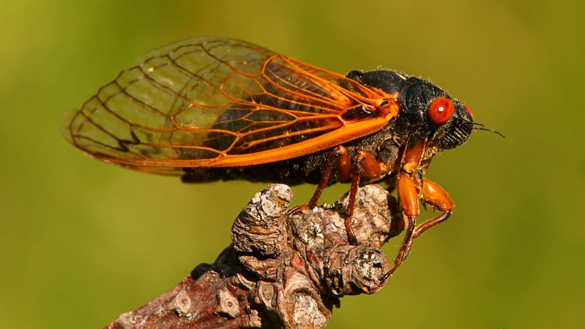Why are New Zealand’s cicadas so loud this time of year - and is it dangerous?