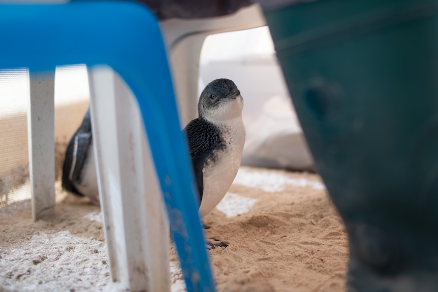 A little penguin under a chair.
