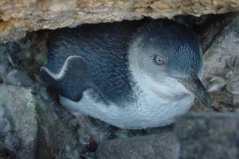 Penguin hiding under a rock.