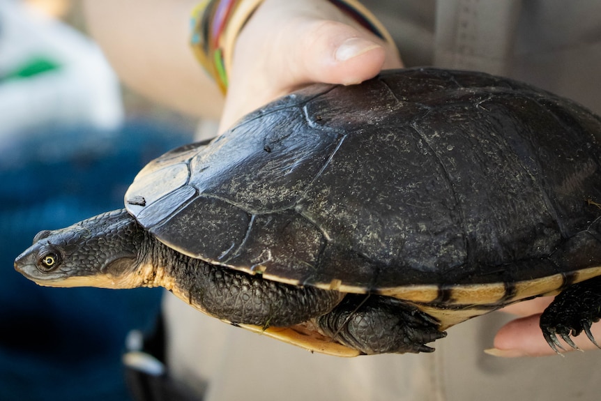 A turtle being held in a hand.