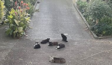 Ōpōtiki residents urge council cat policy to curb strays and nuisance