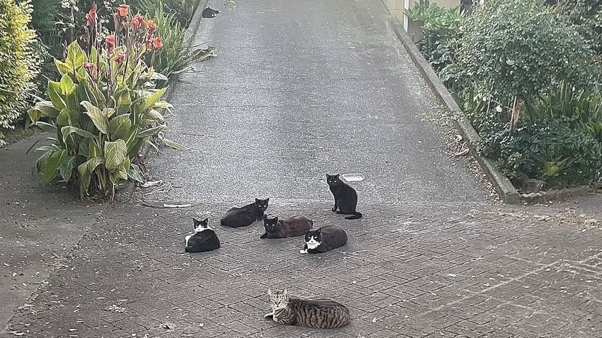 Ōpōtiki residents urge council cat policy to curb strays and nuisance