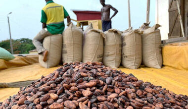 How global shocks forced Ivorian cocoa farmers to store beans, accept low prices