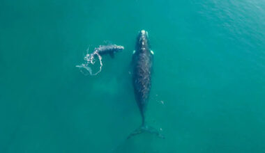 Stunning Drone Footage Captures the Moment a Massive Whale Approaches an Unsuspecting Paddleboarder
