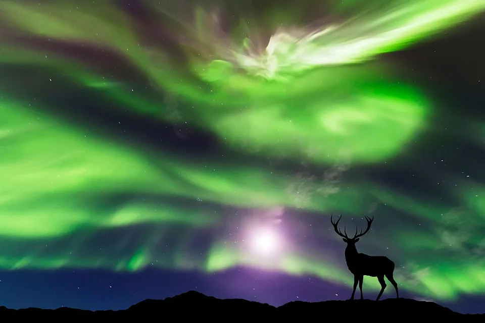 Silhouette of a deer standing under the northern lights Getty