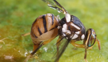 Single male Oriental fruit fly discovered in Papatoetoe in Auckland