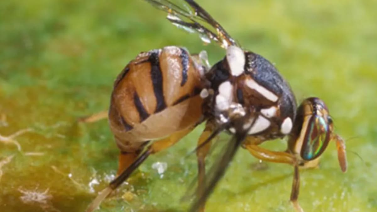 Single male Oriental fruit fly discovered in Papatoetoe in Auckland