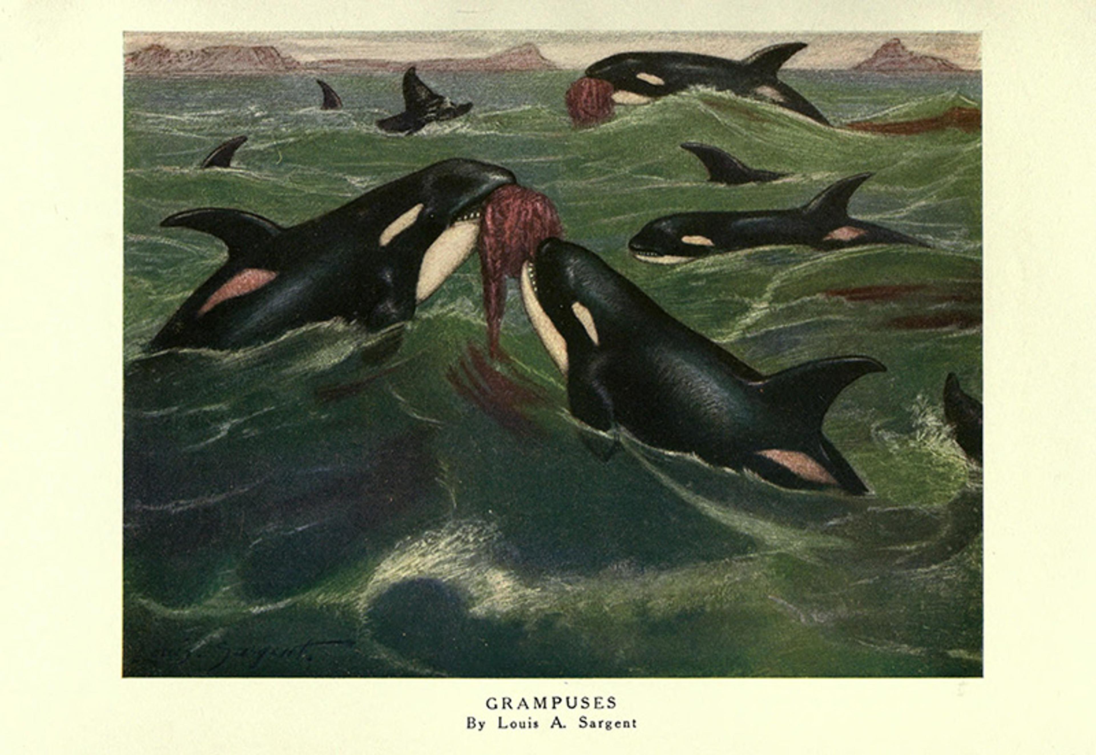Painting of orcas in green waters, some holding prey. Labelled “Grampuses” by artist Louis A. Sargent.