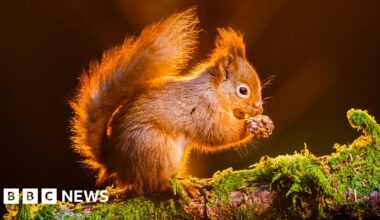 How I can help protect red squirrels?