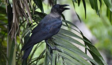 Singapore to resume crow shootings in March after other control measures fail, crow attacks increase